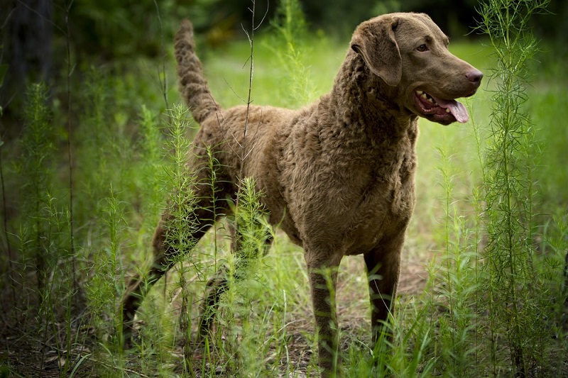 Lovački pas - Page 6 Gun-dog-breeds-chesapeake-bay-retriever